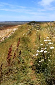 Path along sea wall with flowers, Chidham Point, Ruth's coast walk. Sussex