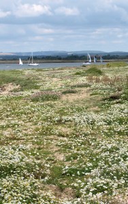 Chichester Harbour - wild flowers, Ruth's coastal walk.