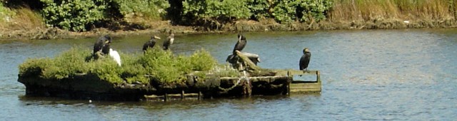cormorants on Slipper Mill Pond, Emsworth, Ruth's coastal walk