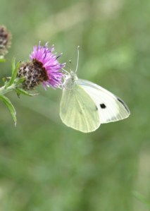 butterfly, on Ruth's coastal walk through Sussex