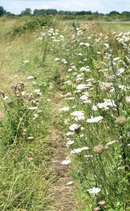 Path with flowers, Pagham Bay, on Ruth's coastal walk through Sussex
