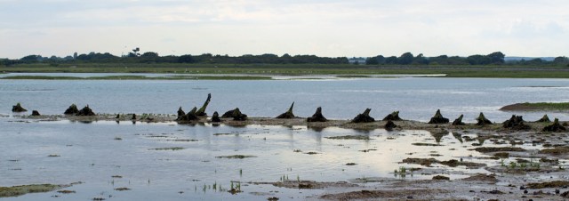 14 - Pagham Harbour, Sussex, Ruth's coastal walk