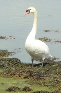 Fierce swan, Portsmouth, Ruth's coast walk