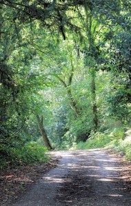 wooded path - Solent Way - From Hythe to Fawley, Ruth's coast walk
