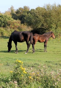 horses on common land, Ashlett, Ruth's coastal walk through New Forest.