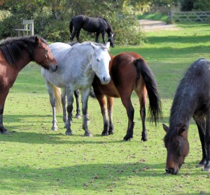 horses roaming freely in the New Forest, Ruth on her coastal walk.