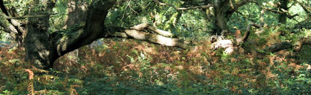 forest walking, Ruth on her coastal walk, New Forest