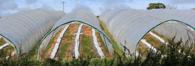 plastic tunnels, approaching Lymington, Ruth walks round the coast