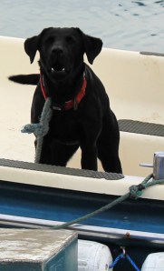 Poppy on Ferrry, Hurst Castle, Ruth's coast walk.