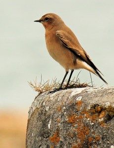 bird - Hurst Castle, Ruth walks the coast.