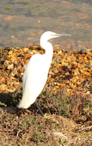 Little Egret, Hurst Beach, Ruth's coastal walk.