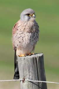 Kestrel on fence post, Barton on Sea Golf Club, Ruth's coastal walk