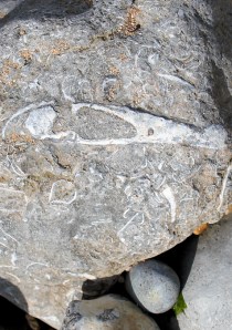 fossil fish, Ringstead Bay, Ruth's coastal walk, Dorset.