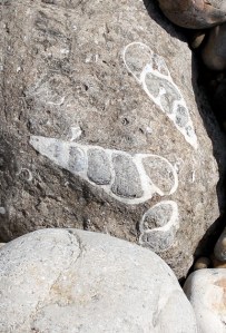 07 fossil shells, Ringstead Bay, Ruth's coastal walk. Dorset fossil shells, Ringstead Bay, Ruth's coastal walk. Dorset