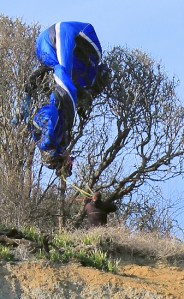 Hang glider caught in the tree, Ruth walks the South West Coast path