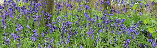 bluebells in wood, above Lyme Regis, Ruths coastal walk.