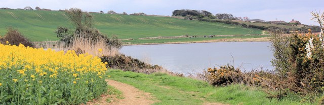 Rape field - South West Coast Path, near Langton Herring, Ruths walk.