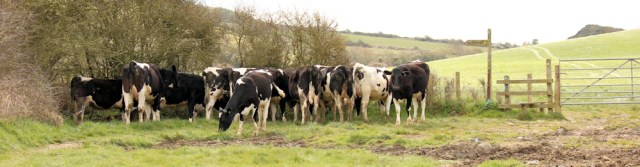 footpath and cows - Ruth walking round the coastline, Dorset