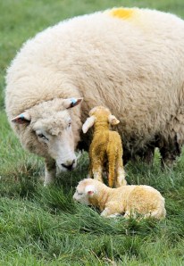 new born lambs, in fields near Abbotsbury, Ruth in Dorset