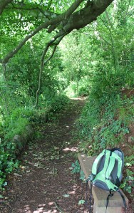 wooded walk to Oddicombe Beach, South West Coast Path, Ruth in Devon
