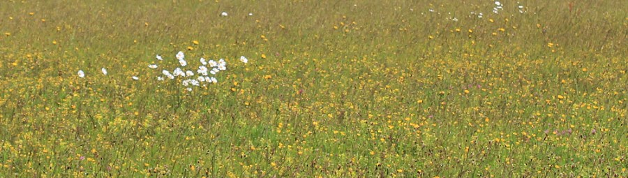 wild flowers - Berry Camp, Devon, Ruth's coast walking.