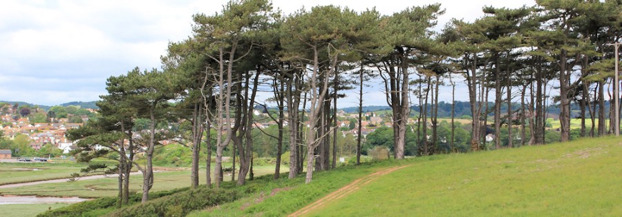 Budleigh Salterton - Through trees along River Otter, Ruth's coastal walk, through Devon
