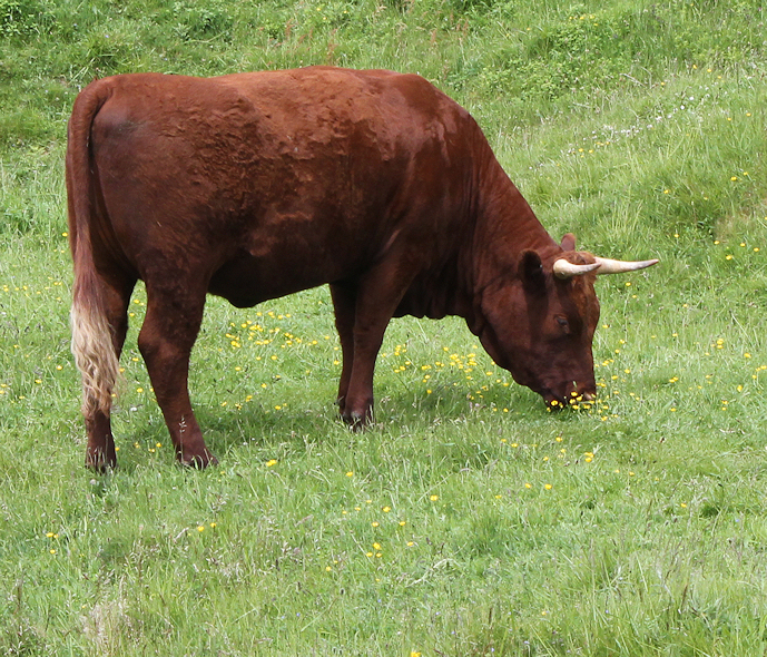cows with big horns - South West Coast Path - Devon, Ruth's walk.