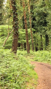 11 woods, east Devon, Ruth's coast walk