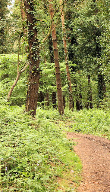 11 woods, east Devon, Ruth's coast walk