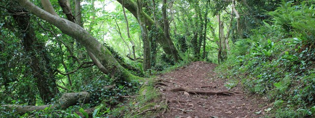through woods, Watcombe, Devon, Ruth walking the coast of the UK