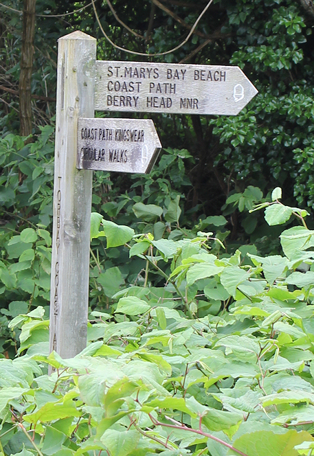 signpost and knotweed, Ruth walking the coast, Brixham, Devon