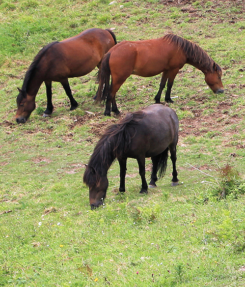 horses on Scabbacombe Head, Ruth walking the coastline, Devon.