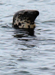 seal off Fishcombe Point, Brixham, Torbay, Ruth on her coastal walk
