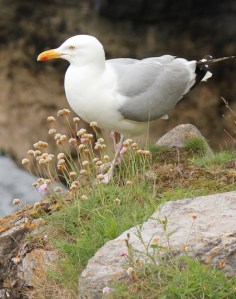 sea gull, Churston Cove, Torbay, Ruth's coastal walk.