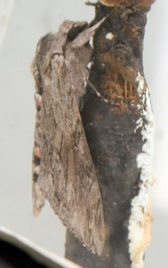  lighthouse moth, Start Point light house - Ruth's coastal walk, Devon