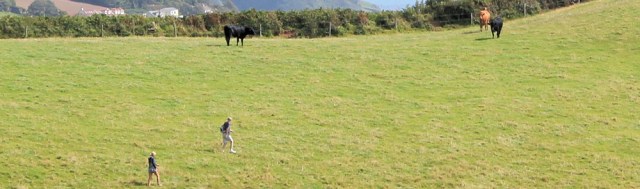 bullocks, Ruth's walk around the coast of the UK