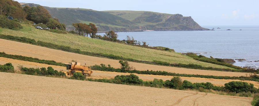 combine harvesting Maelcombe - Ruth's coastal walk, Devon