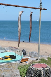 Eels at Beesands - Ruth walking the South West Coast Path
