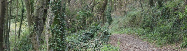 through woods near Salcombe on South West Coast Path. Ruth's Coast Walk, Devon.