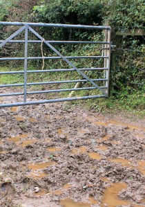 muddy track through farmer's fields, Ruth's coastal walk, Devon.