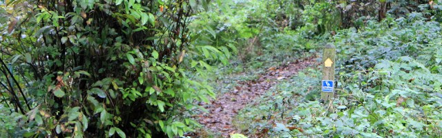 through the woods, estuary walk up River Avon, Ruths coast walk in Devon