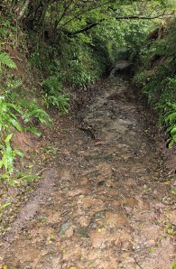 down the track to Bridge End, Ruth's coastal walk through Devon mud.