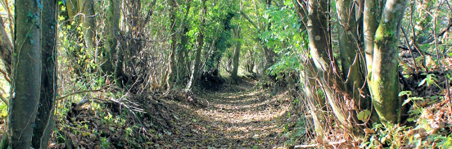 bridleway through woods, Ruth and the Erme River, Devon