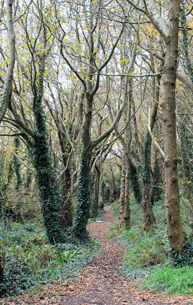Ruth's coastal walk, Stoke Beach, through woods