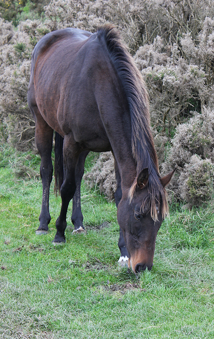 South West Coat Path, Ruth's walk past horses