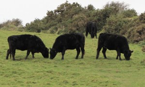 Ruth's coast walk, past pulls