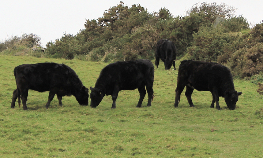 Ruth's coast walk, past pulls