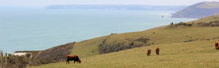 Bulls near Tregentle Fort, Ruth walking the coastline