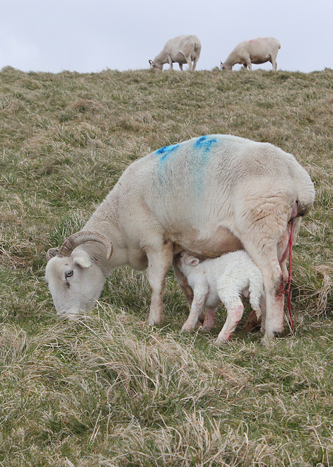 lamb just born, Ruth walking the coast, Cornwall