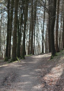 walk through woods, Ruth walking the South West Coast Path, Cornwall